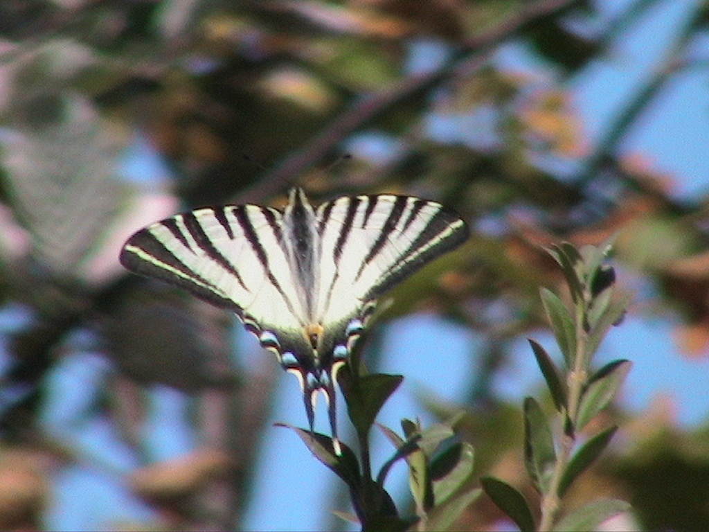 Papillon