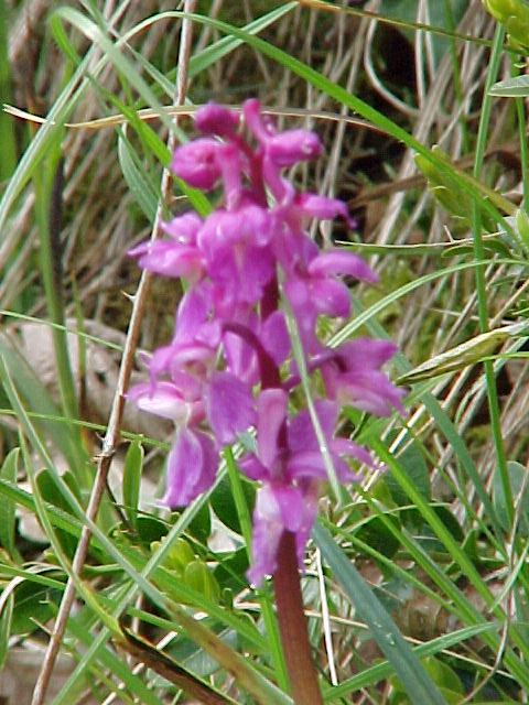 Orchis