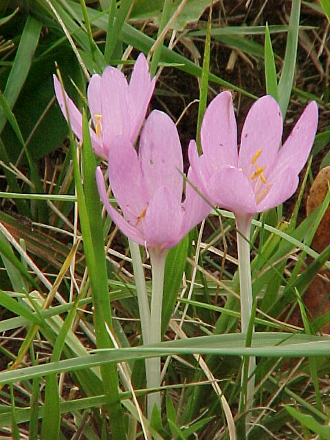 Colchique